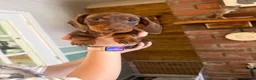 Dachshund dogs for sale: Last 2 puppies - Advert 5