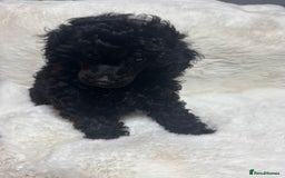 Toy Poodle dogs for sale: Beautiful litter Toy poodles  - Image 3