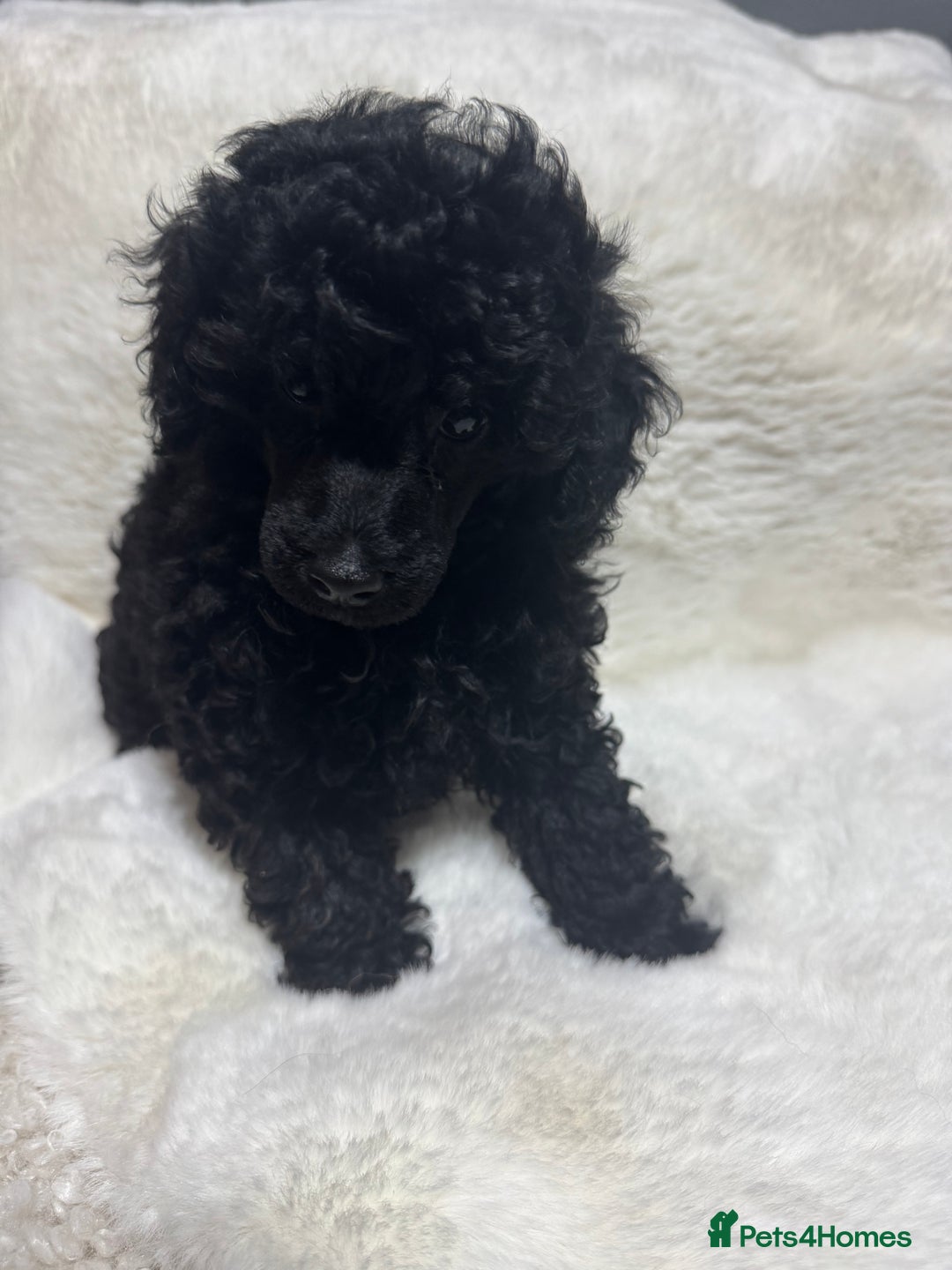 Toy Poodle dogs for sale: Beautiful litter Toy poodles  - Image 3