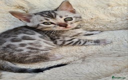 Bengal cats for sale: Full pedigree bengal kitten - Image 7