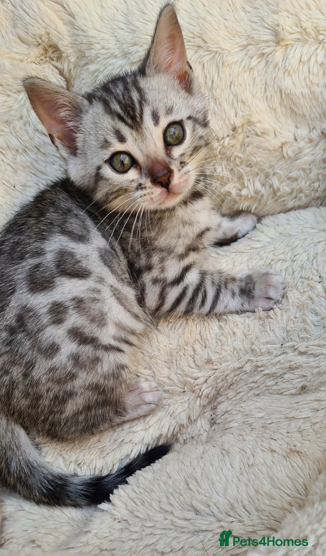 Bengal cats for sale: Full pedigree bengal kitten - Image 7
