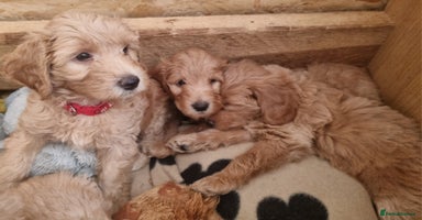 Labradoodle dogs - Advert 15