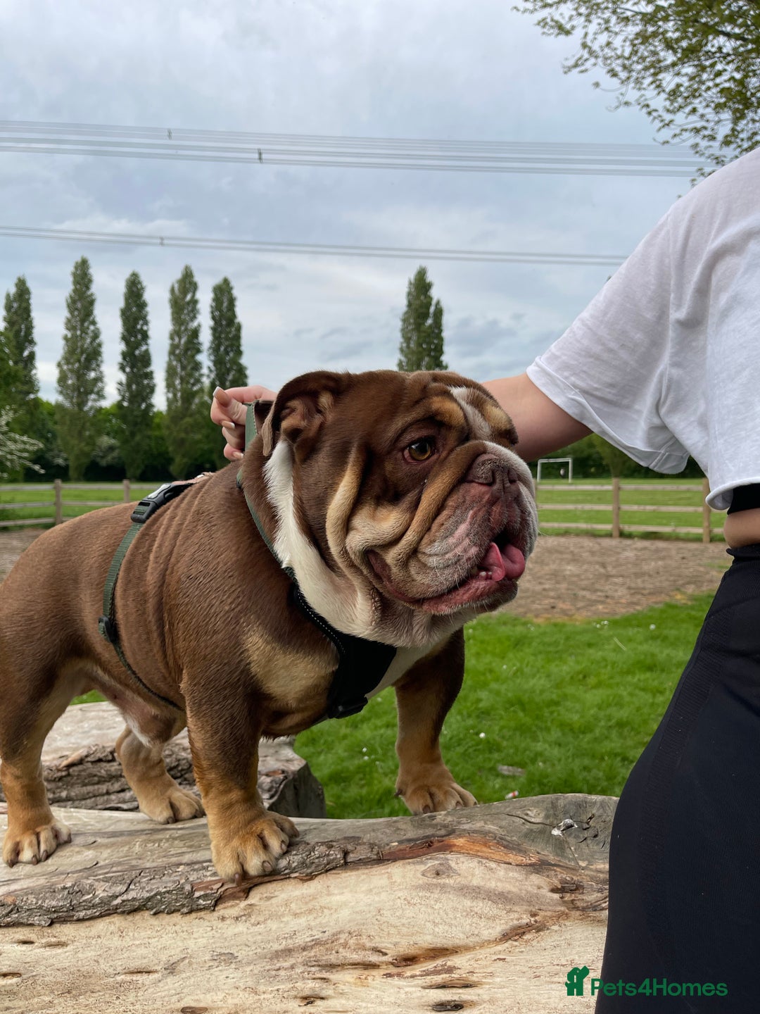 English Bulldog dogs for stud: English bulldog stud - KC registered in Wickford - Advert 3