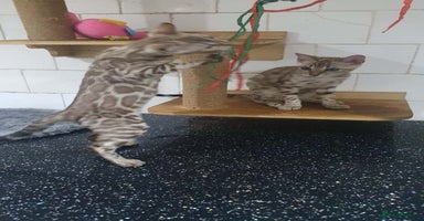 Bengal cats - Advert 2
