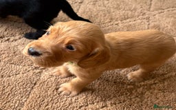 Cocker Spaniel dogs for sale: Stunning cocker spaniel puppies  - Image 15