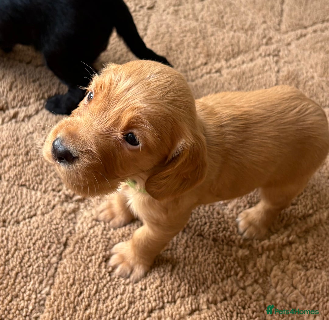 Cocker Spaniel dogs for sale: Stunning cocker spaniel puppies  - Image 15
