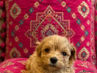 Maltipoo dogs Tiny small f1 Maltipoos - Advert 2