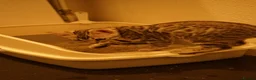 Bengal cats for sale: 2 boy Bengal kittens for sale  - Advert 9