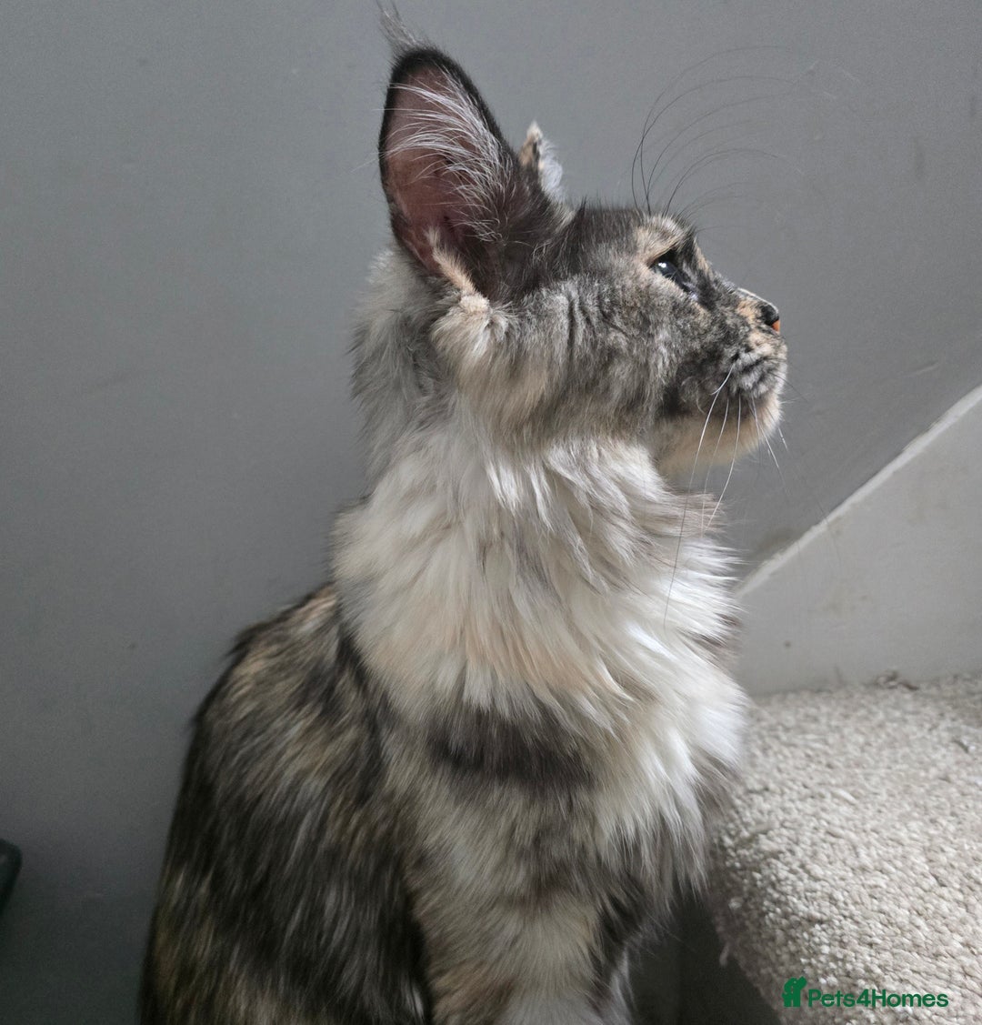 Maine Coon cats for sale: Ready now boys Mainecoon tica registered  - Image 20