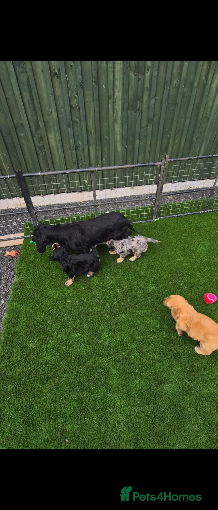 Cockapoo dogs F1 Cockapoo Puppies, amazing colours. - Advert 1