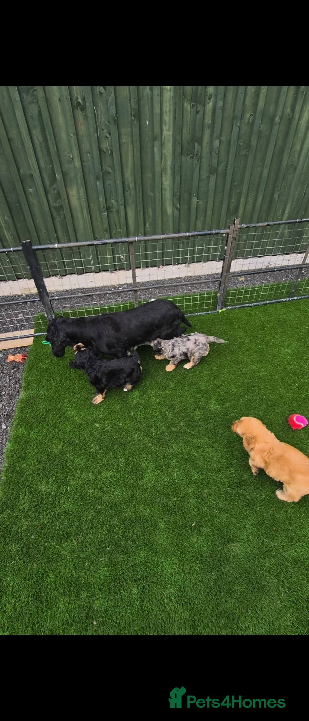 Cockapoo dogs for sale: F1 Cockapoo Puppies, amazing colours. - Advert 1
