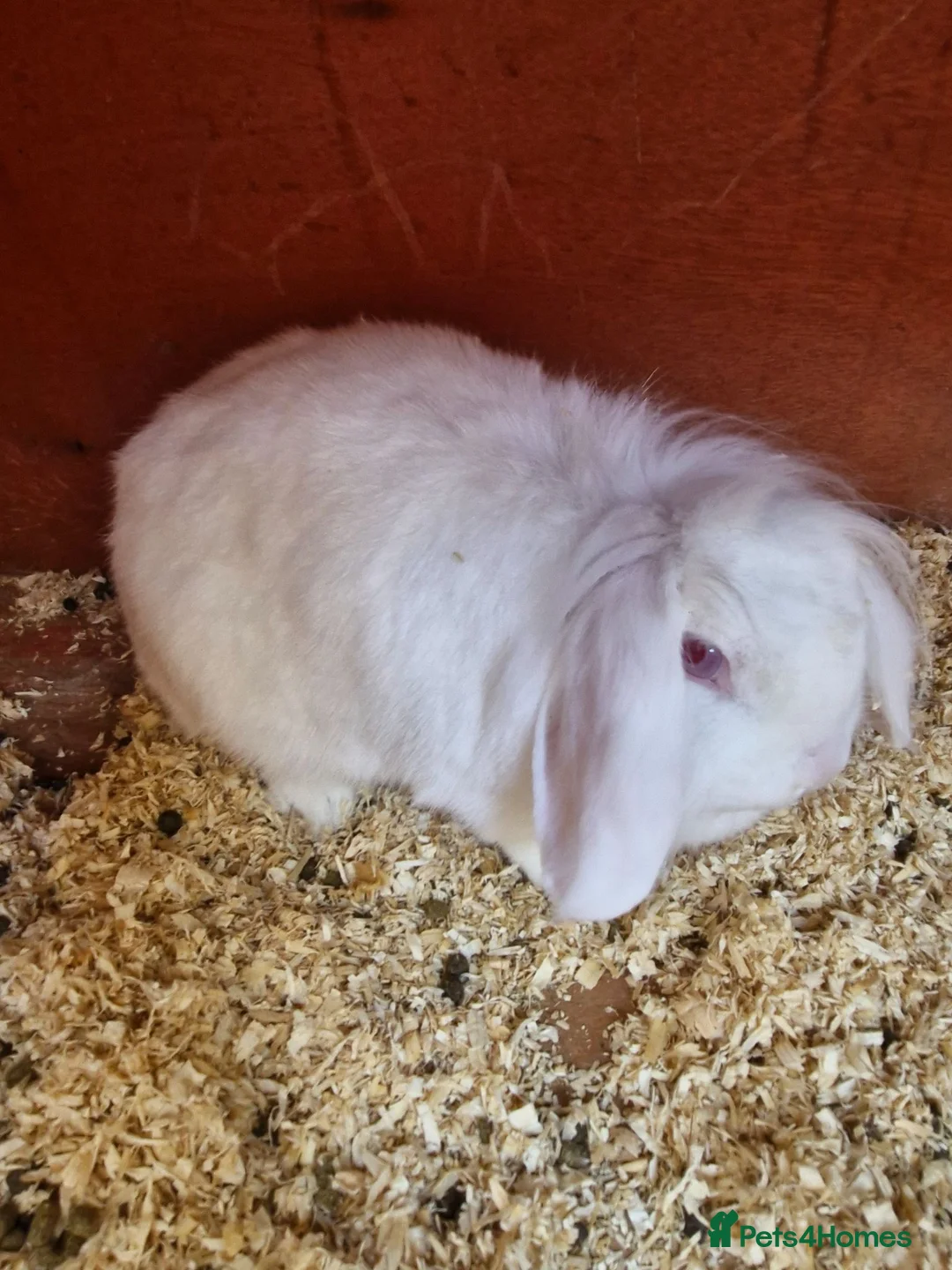 Mini Lion Lop rabbits for sale: Little lady looking for new home..  - Advert 2