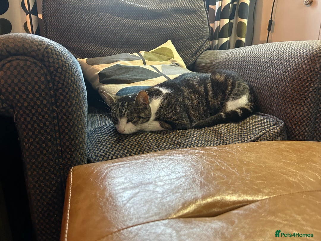 Domestic Shorthair cats for sale: 5-year old female tabby/white seeking rehoming - Image 3