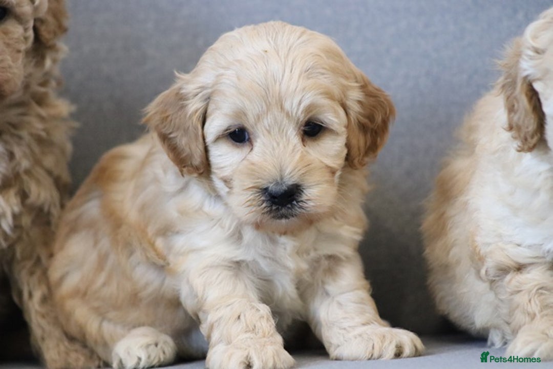 Cavapoochon dogs for sale: Cavapoochon puppies for sale - Advert 15