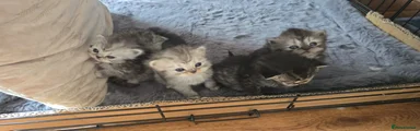 Persian Kitten 4