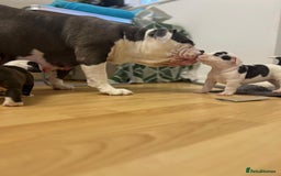 Old Tyme Bulldog dogs for sale: Old Tyme Bulldog Puppies - Both Parents Our Pets - Image 11