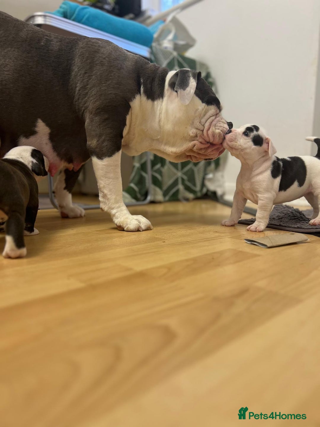 Old Tyme Bulldog dogs for sale: Old Tyme Bulldog Puppies - Both Parents Our Pets - Image 11