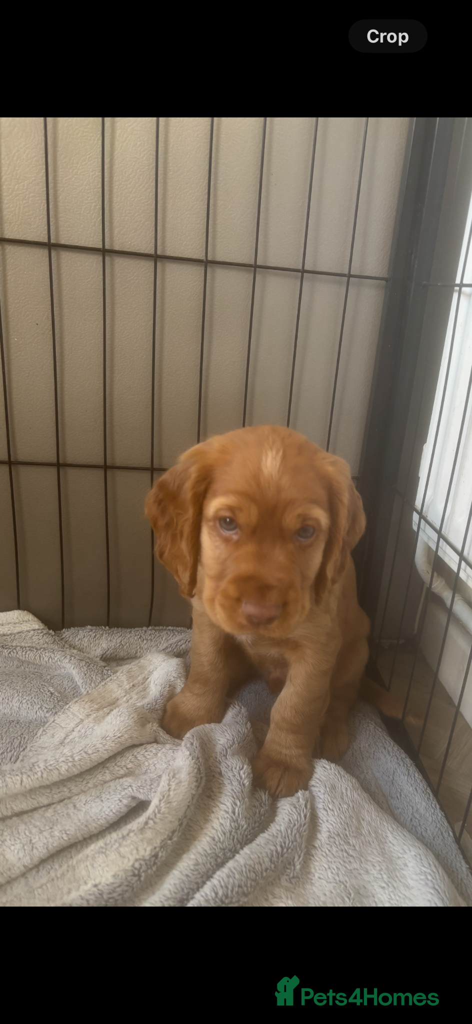 Cocker Spaniel dogs *READY NOW* KC Reg. Working Cocker Spaniels  - Advert 8