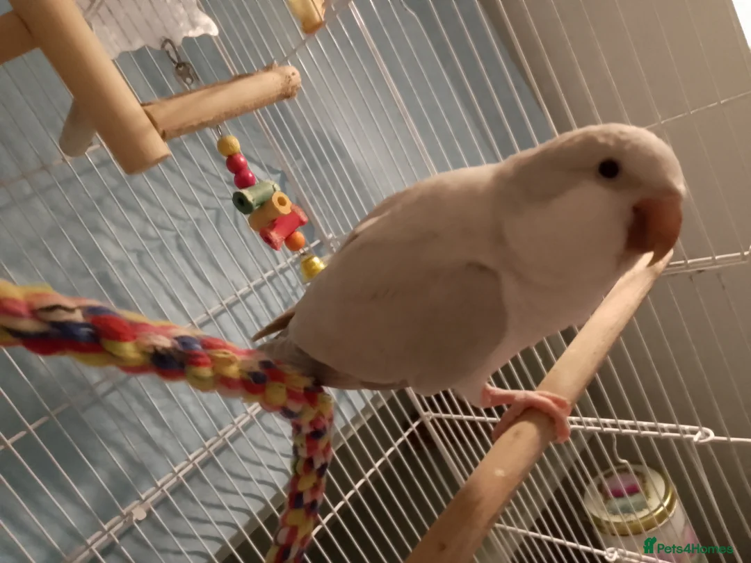 Parrots birds for sale: Quaker Parrot  - Advert 2