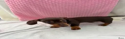 Miniature Dachshund dogs for sale: Miniature dachshund puppies in Largs - Advert 22