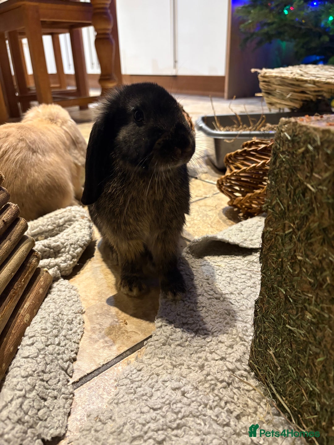 English Lop rabbits for sale: 2 bunnys - Advert 3