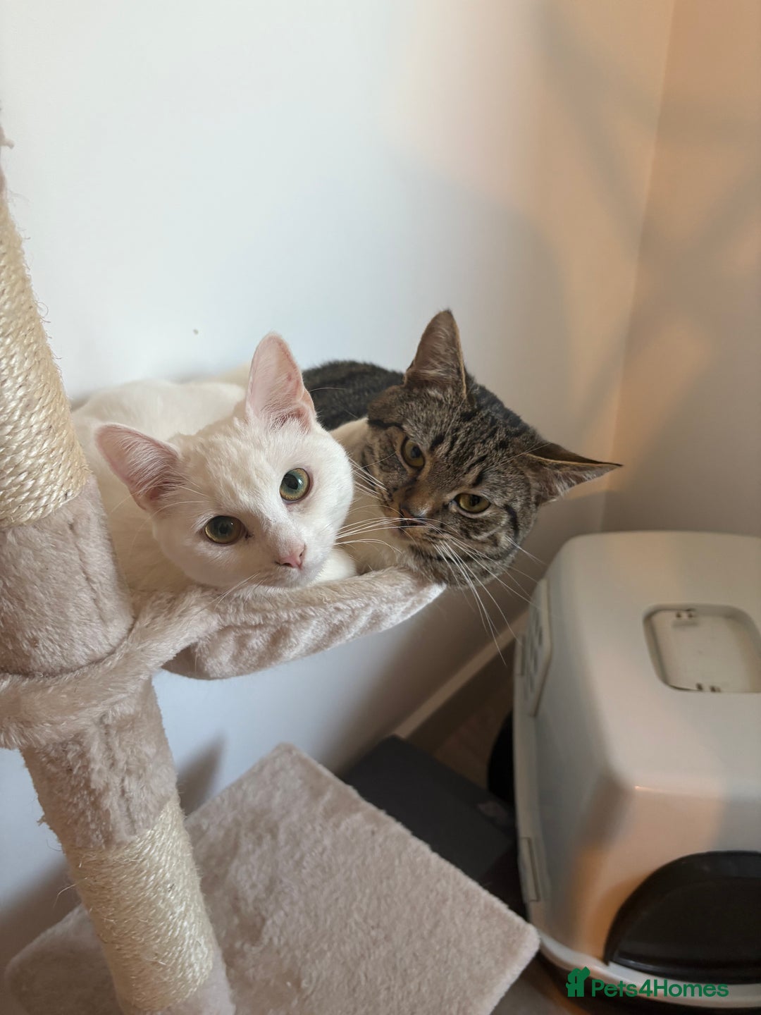 Mixed Breed cats for sale: Snowy and pip🩵💕 - Image 21