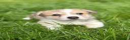 Welsh Corgi Pembroke dogs for sale: Outstanding Welsh Pembrokeshire Corgis  - Advert 8