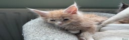 Maine Coon cats for sale: Pedigree Cream & White Bicolour Mainecoon kitten - Advert 5