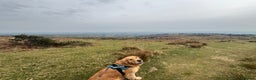 Golden Retriever dogs for stud: KC Registered Golden Retriever Stud - Advert 6