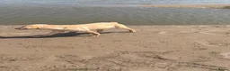 Labrador Retriever dogs for sale: 6 month old champagne girl  - Advert 6