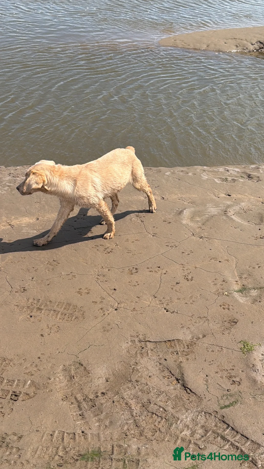 Labrador Retriever dogs for sale: 6 month old champagne girl  - Advert 6