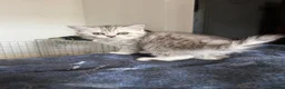 British Shorthair cats for sale: Tabby/spotted BSH kittens - Advert 15