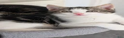 Mixed Breed cats for sale: Gorgeous kittens... 2 male and 1 female  - Advert 5