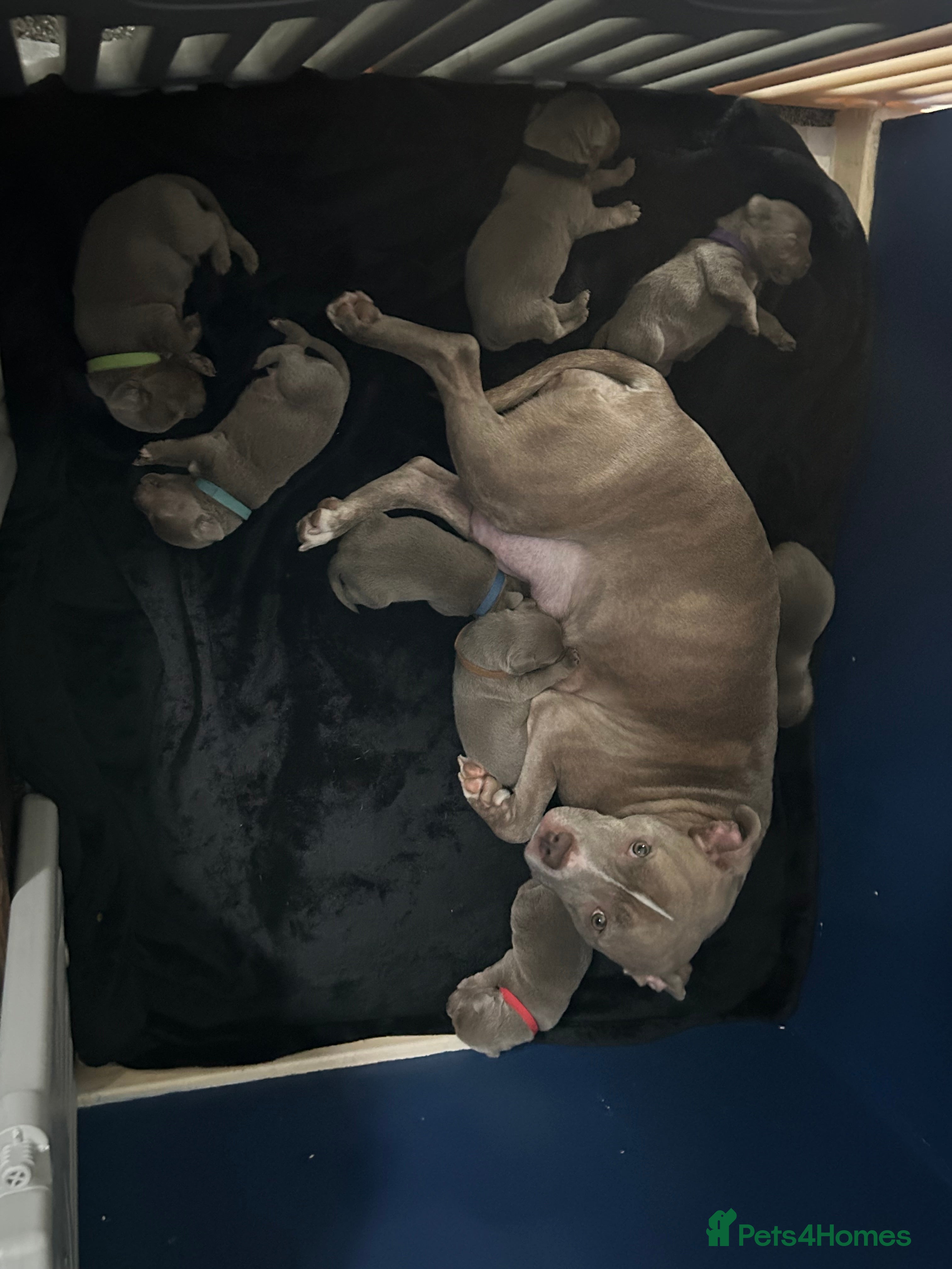 Mixed Breed dogs Staffadors staffy x labs  - Advert 1