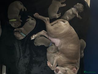 Mixed Breed dogs Staffadors staffy x labs - Advert 1