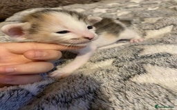 Oriental cats for sale:  GCCF Oriental Kittens For Sale - Image 9