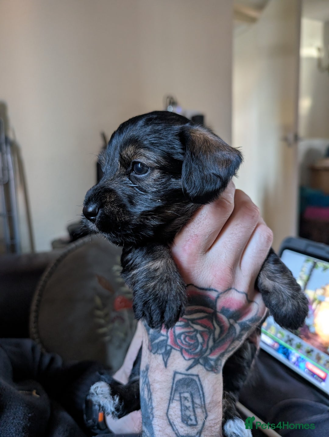 Mixed Breed dogs for sale: Dachshund X Jack Russel hybrid puppies  - Advert 2