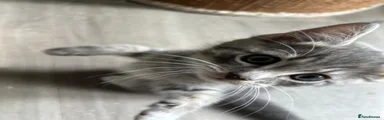 Mixed Breed Kitten 2