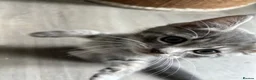 Mixed Breed cats for sale: Ready for new homes now! in Lichfield - Advert 6