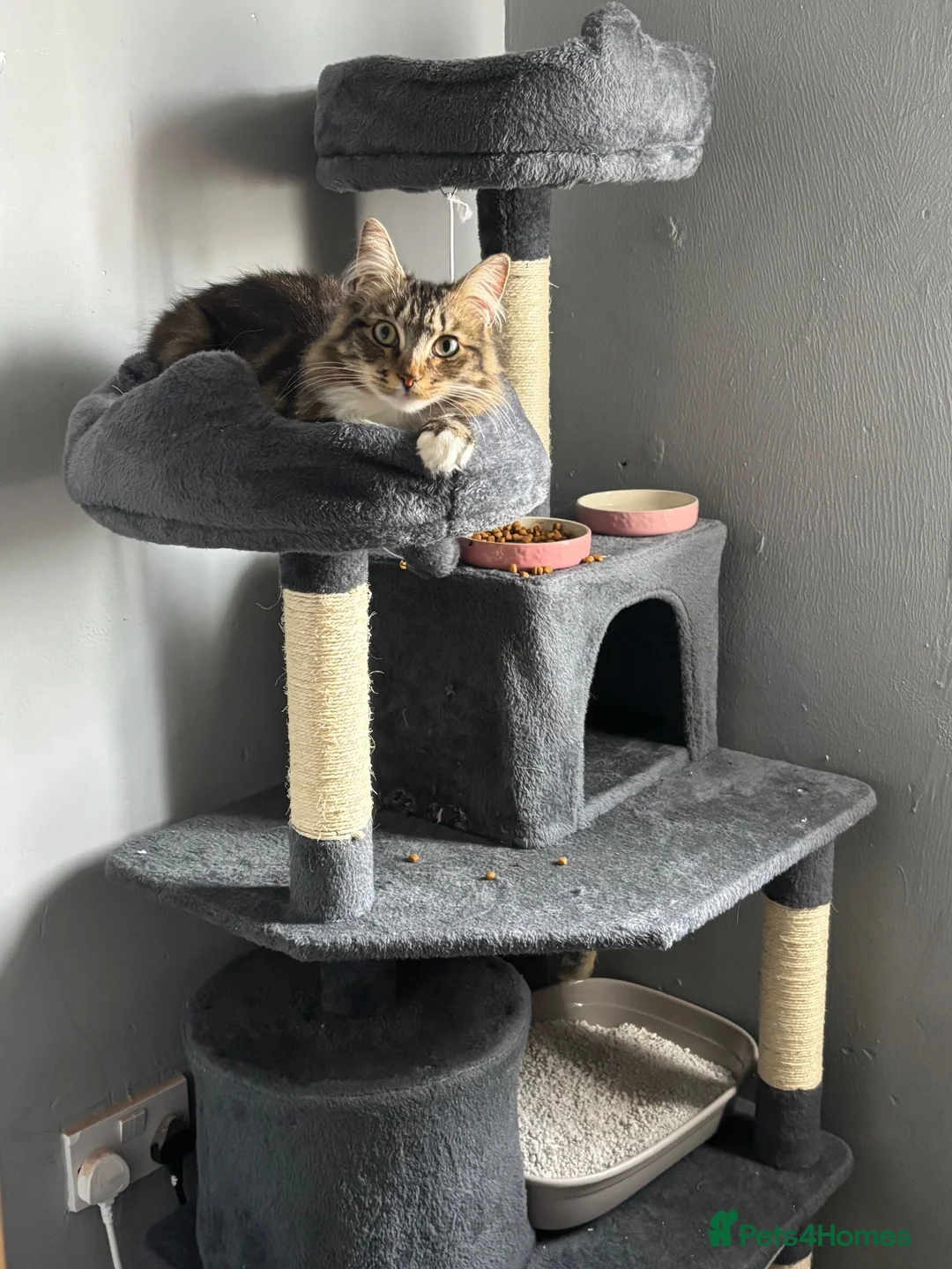 Maine Coon cats for sale: Nala The Mane Coon - Advert 2