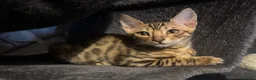 Bengal cats for sale: Amazing Bengal Babies - Advert 4