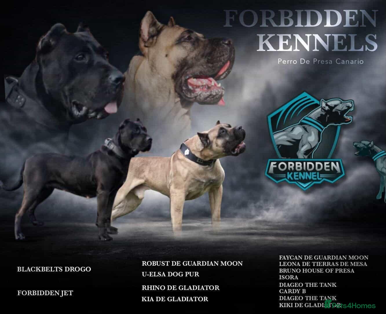 Presa Canario dogs STUNNING BLACK PRESA CANARIO PUPS 5 BOYS 1 GIRL - Advert 1