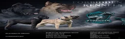 Presa Canario dogs for sale: STUNNING BLACK PRESA CANARIO PUPS 5 BOYS 1 GIRL - Advert 1