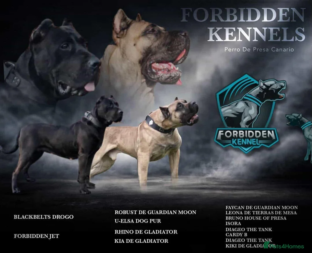 Presa Canario dogs for sale: STUNNING BLACK PRESA CANARIO PUPS 5 BOYS 1 GIRL - Advert 1