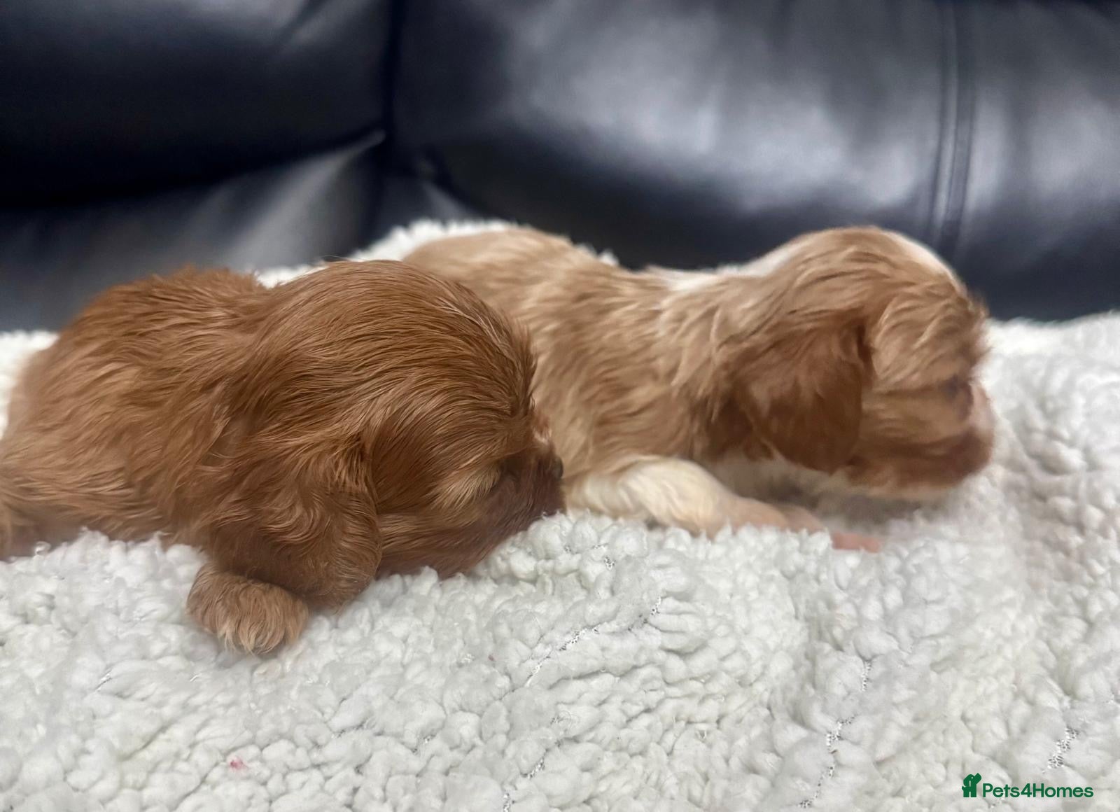 Cavalier King Charles Spaniel dogs Cavalier King Charles puppies - Advert 1