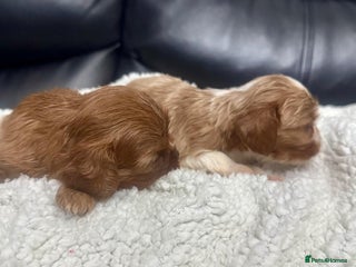 Cavalier King Charles Spaniel dogs Cavalier King Charles puppies - Advert 1