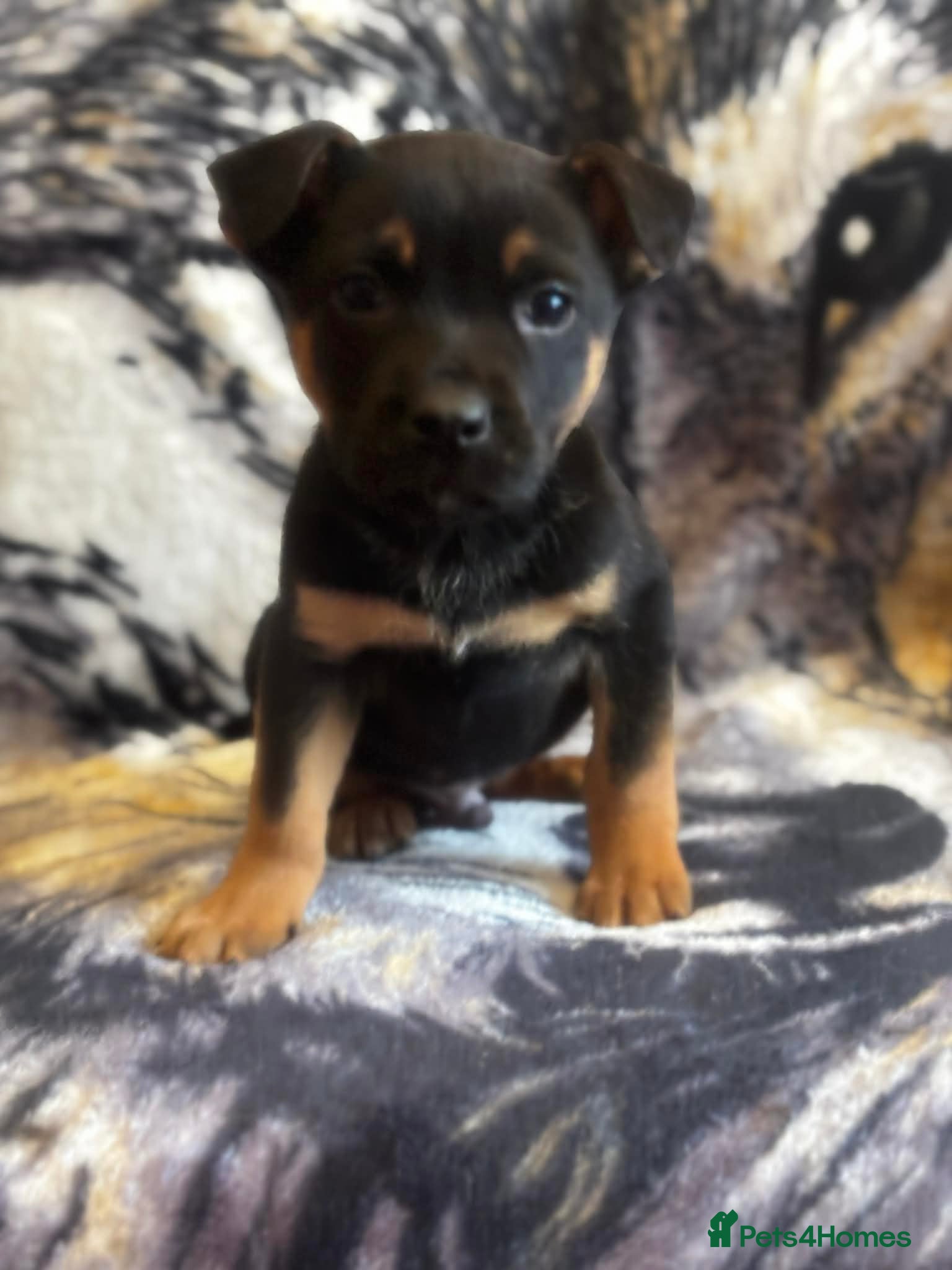 Mixed Breed dogs Staffy x german sheppard puppies - Advert 2