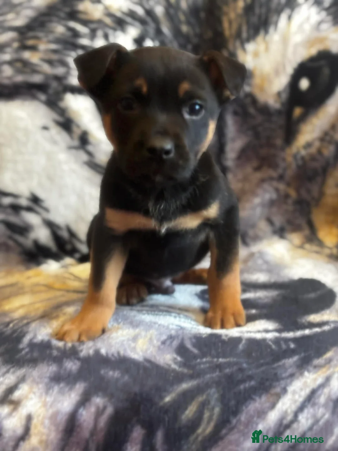 Mixed Breed dogs for sale: Staffy x german sheppard puppies - Advert 2