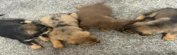 Mixed Breed dogs for sale: Miniature schnoxie/schnauzund puppy’s  - Advert 17
