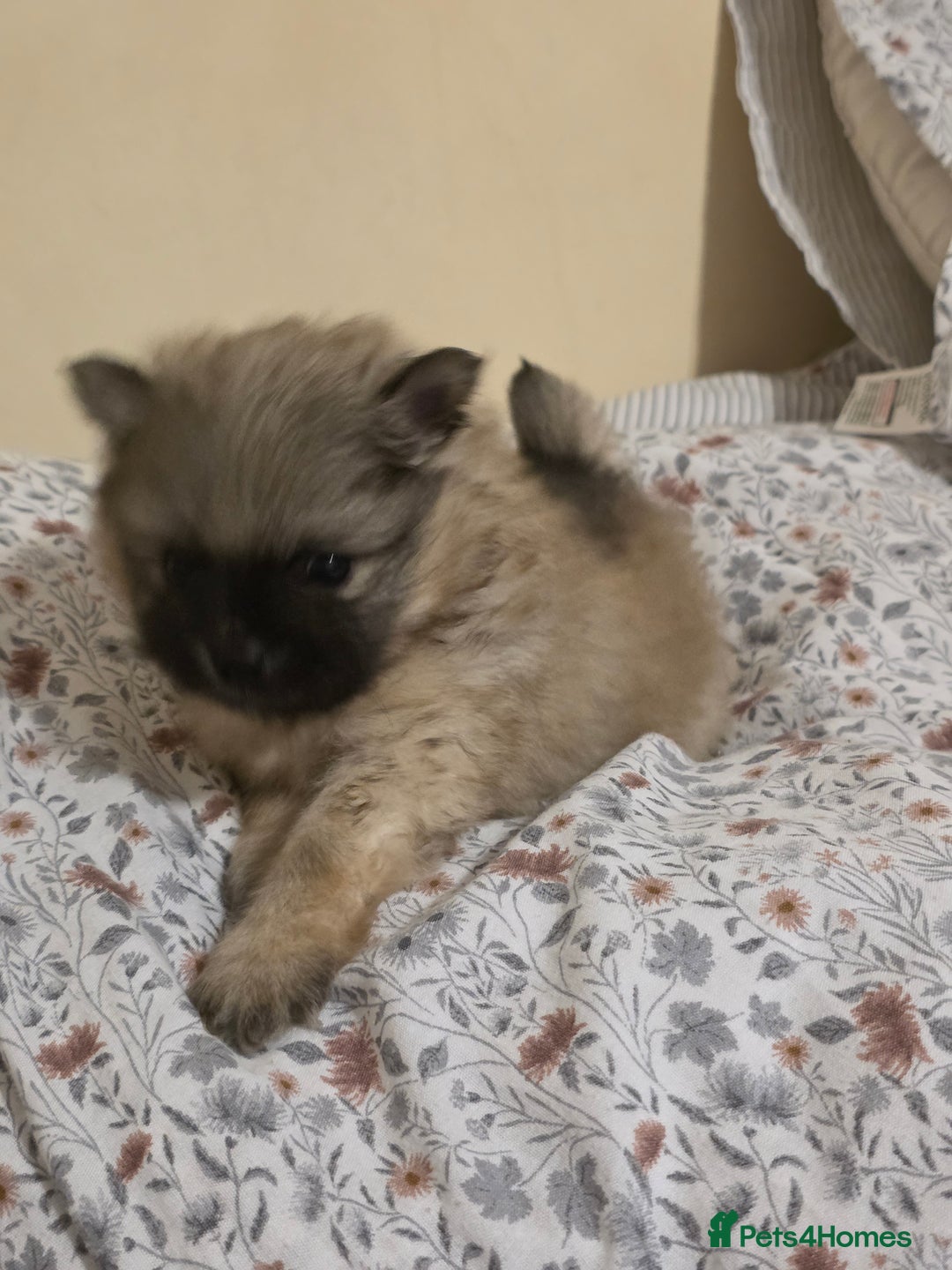 Pomeranian dogs for sale: Hello - Advert 32